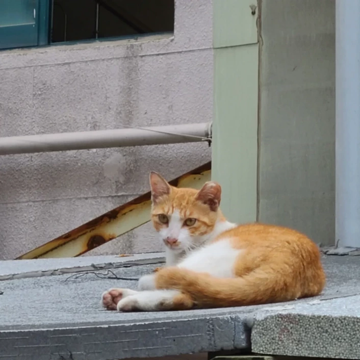 길고양이의 낙원이 되고 싶은 곳, 서울 관악구🐱 | 인스티즈