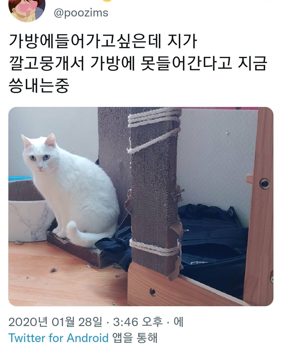 반려동물들 씅낼때 귀여워서 웃기는 달글 | 인스티즈