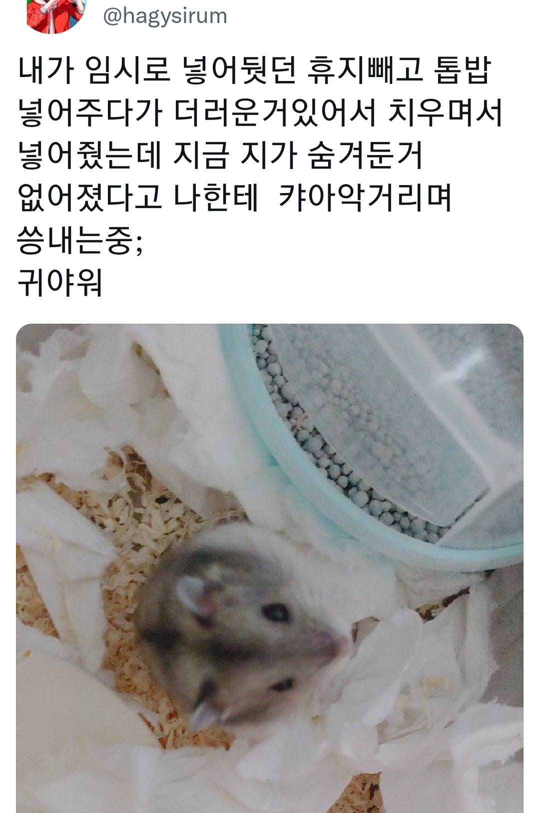 반려동물들 씅낼때 귀여워서 웃기는 달글 | 인스티즈