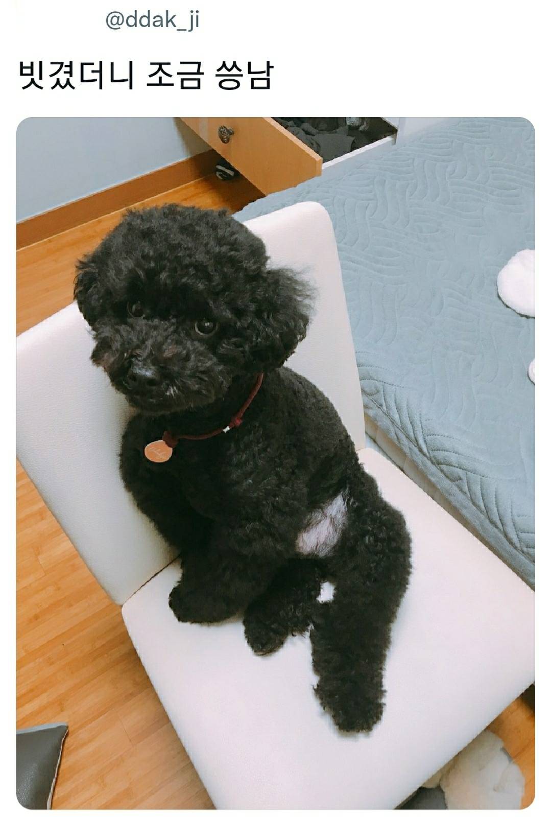 반려동물들 씅낼때 귀여워서 웃기는 달글 | 인스티즈