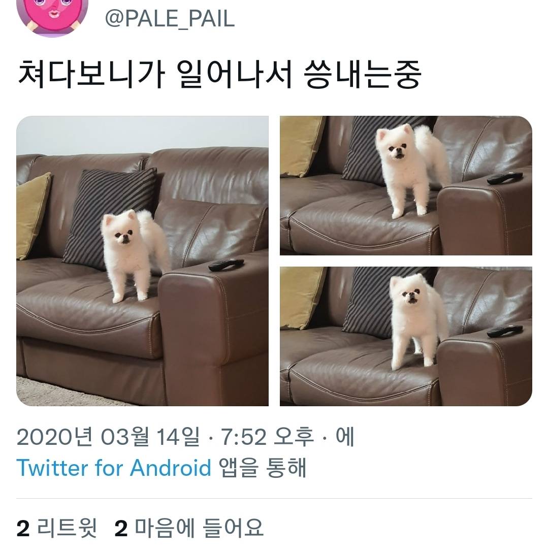 반려동물들 씅낼때 귀여워서 웃기는 달글 | 인스티즈