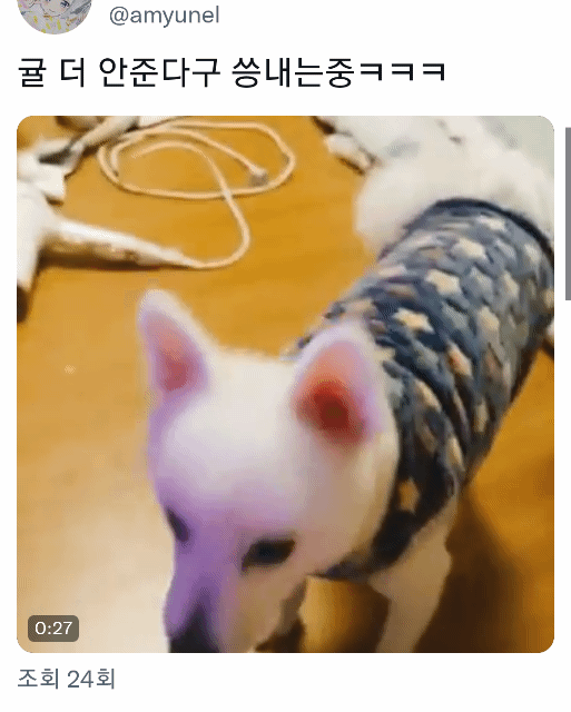 반려동물들 씅낼때 귀여워서 웃기는 달글 | 인스티즈