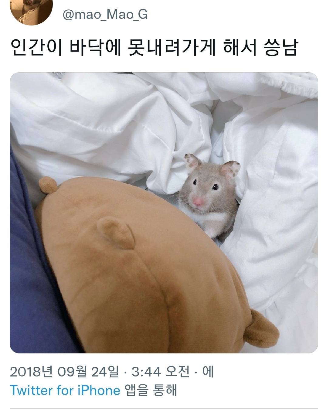 반려동물들 씅낼때 귀여워서 웃기는 달글 | 인스티즈