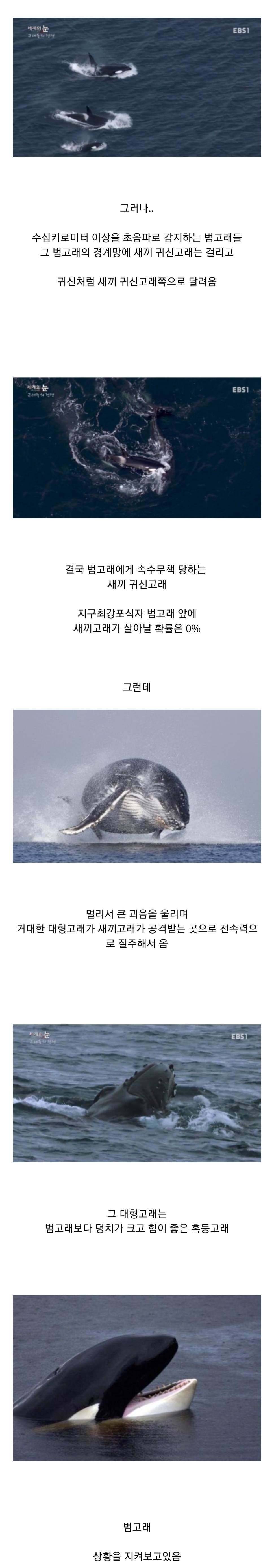 범고래 담당 일진 | 인스티즈