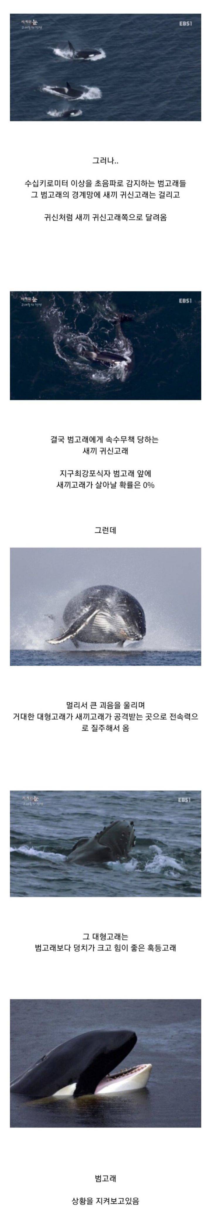 범고래 이기는 고래 | 인스티즈