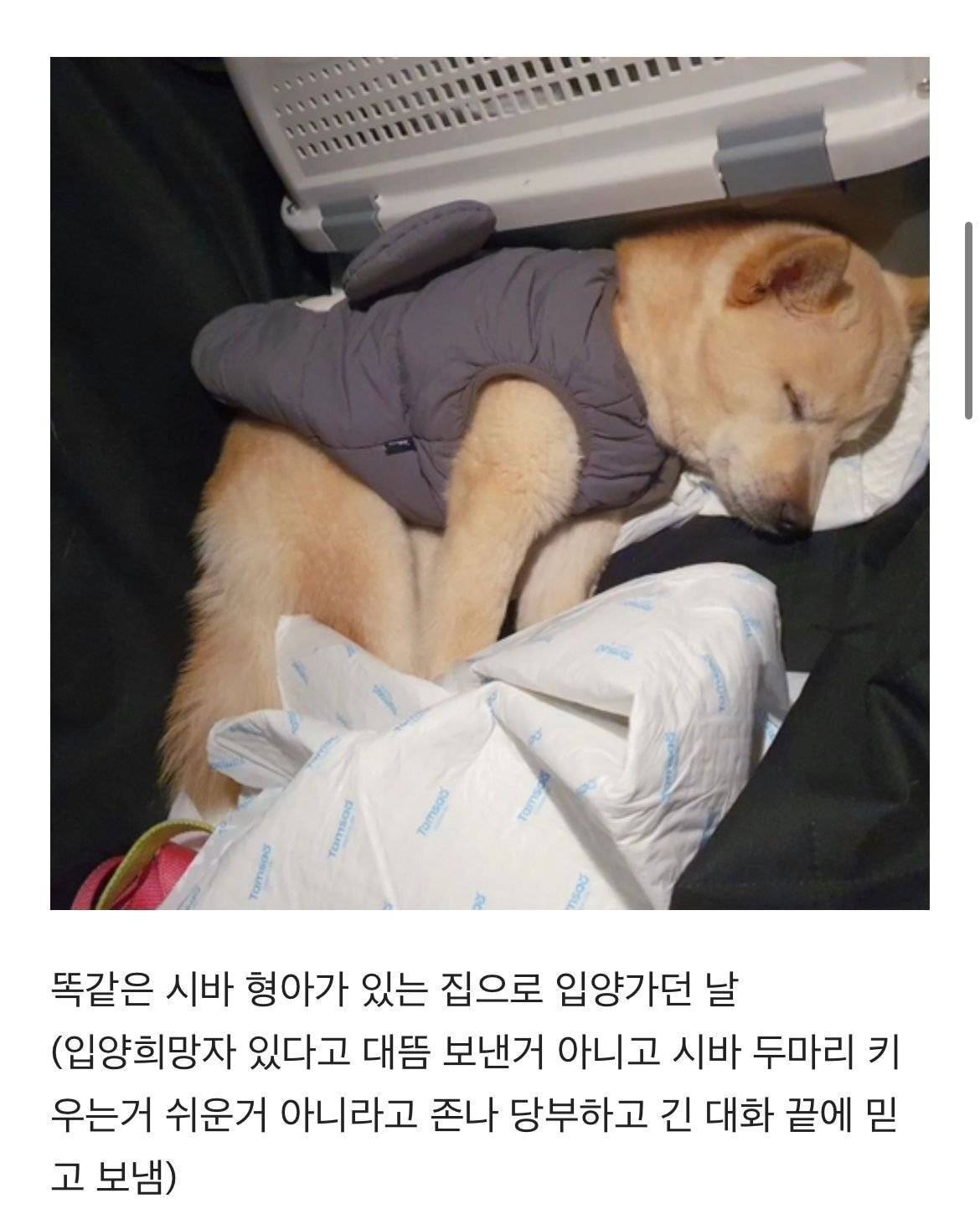 파양된 후 식음전폐하다 하늘나라 간 강아지 링고의 파양자 입장문(+ 입양센터(구조단체) 입장문) | 인스티즈