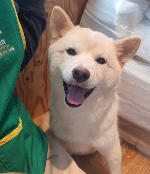 파양된 후 식음전폐하다 하늘나라 간 강아지 링고의 파양자 입장문(+ 입양센터(구조단체) 입장문) | 인스티즈