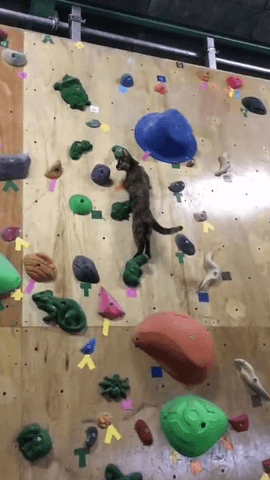 클라이밍 센터에서 물 만난 고양이.gif | 인스티즈