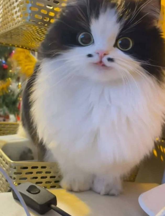 프랑스 신사처럼 생긴 고양이🐱 | 인스티즈