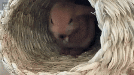 토끼들이 기분 좋을 때 한다는 행동 | 인스티즈