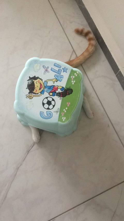 숨은 고양이 찾기 | 인스티즈