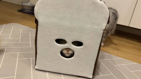 숨은 고양이 찾기 | 인스티즈