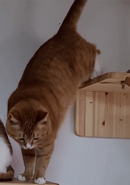 [매탈남] 언니를 냅다 가둬버린 동생 고양이 | 인스티즈