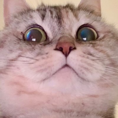 당신 고양이 뚱쭝해요.twt | 인스티즈