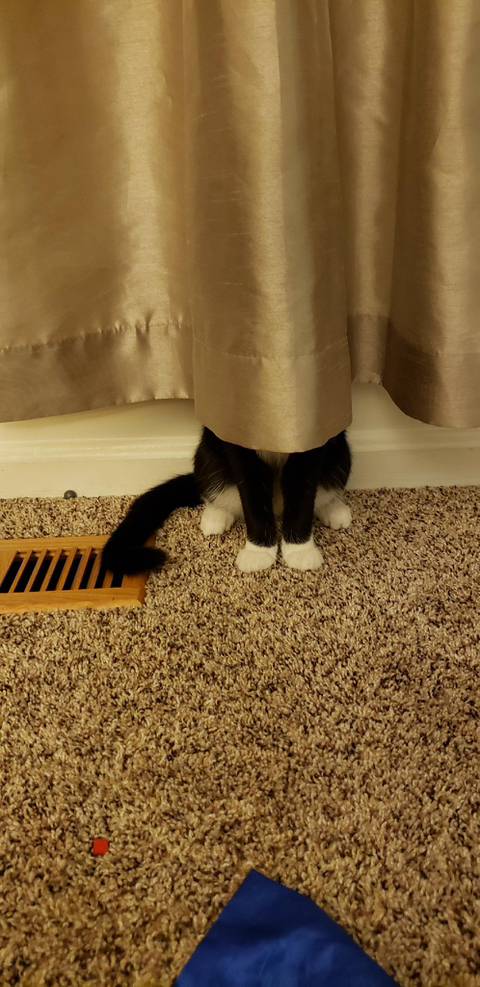 숨은 고양이 찾기 | 인스티즈