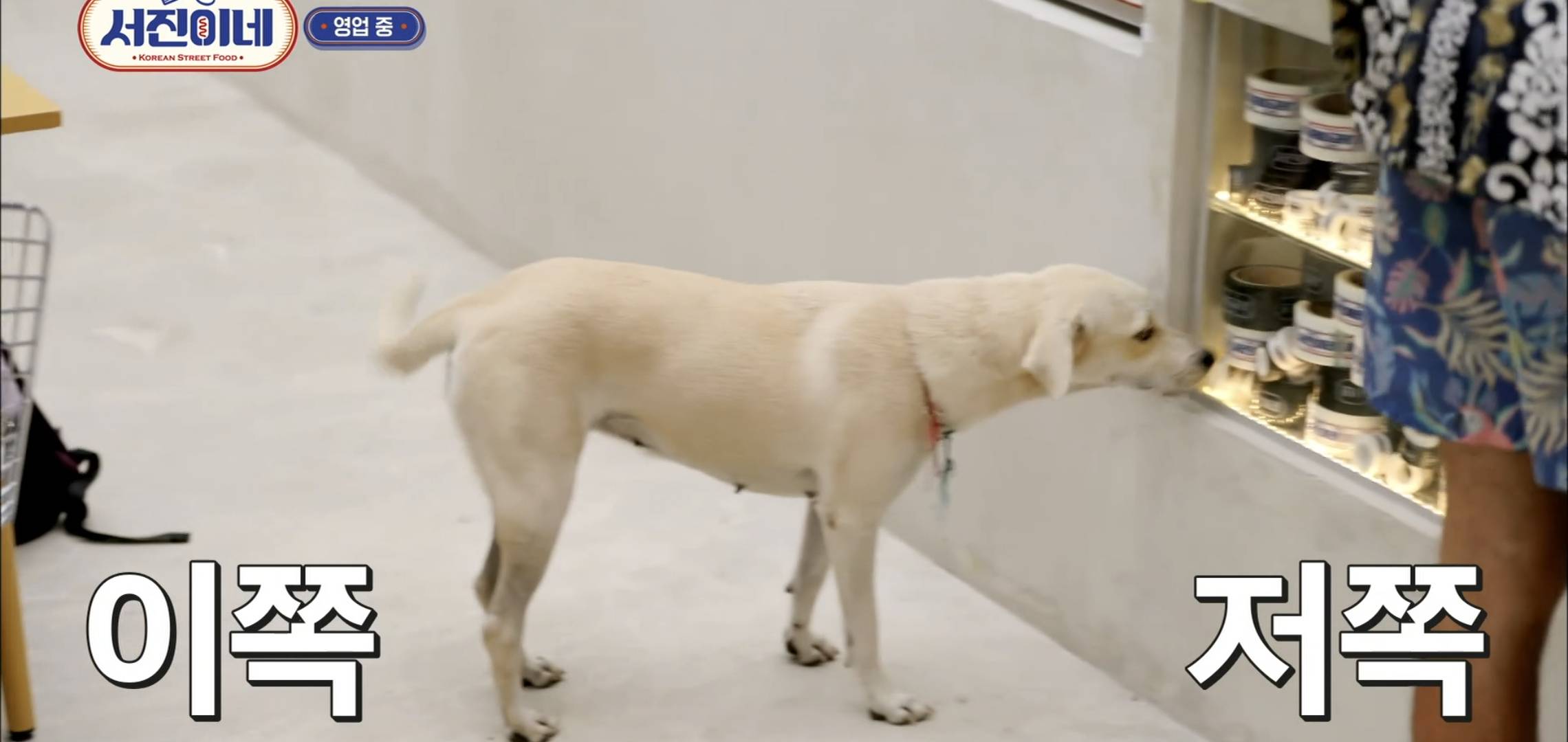 [서진이네] 유기견이 식당에 들어와도 신경 안쓰는 사람들.jpg | 인스티즈