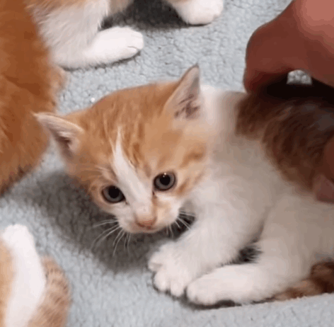 [매탈남] 언니를 냅다 가둬버린 동생 고양이 | 인스티즈