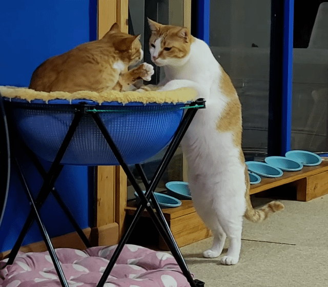 [매탈남] 언니를 냅다 가둬버린 동생 고양이 | 인스티즈