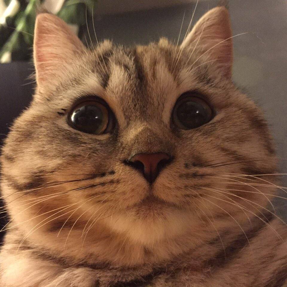 당신 고양이 뚱쭝해요.twt | 인스티즈