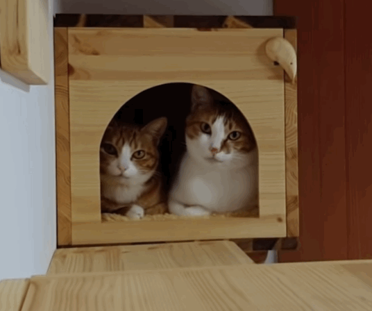 [매탈남] 언니를 냅다 가둬버린 동생 고양이 | 인스티즈