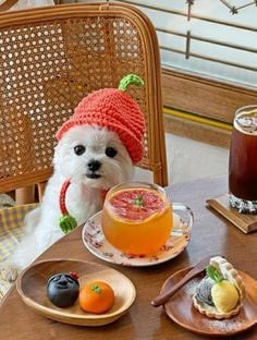 여기 자몽 디저트와 댕댕이가 있습니다 | 인스티즈