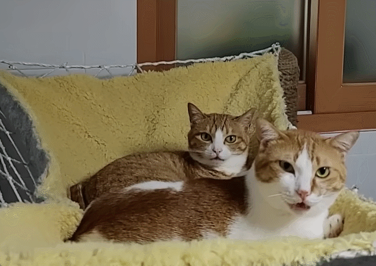 [매탈남] 언니를 냅다 가둬버린 동생 고양이 | 인스티즈