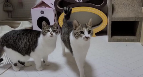 신비로운 고양이 몸무게 | 인스티즈