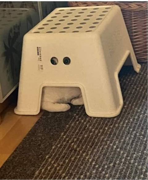 숨은 고양이 찾기 | 인스티즈