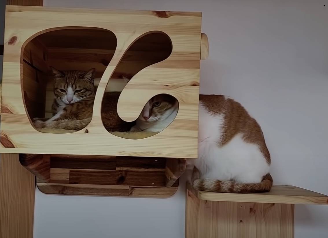 [매탈남] 언니를 냅다 가둬버린 동생 고양이 | 인스티즈