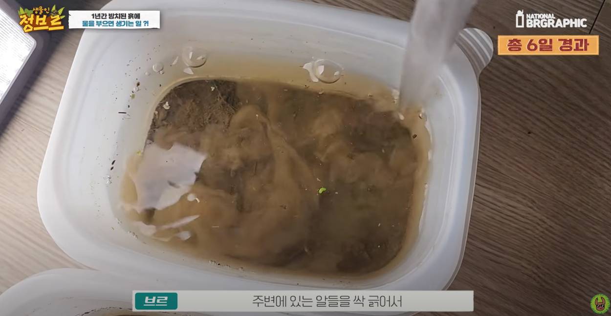 죽은 땅에 물을 부었는데 생명체들이 부화함 개신기 (지진이나 홍수가 일어나는 이유일까? 🤔) | 인스티즈