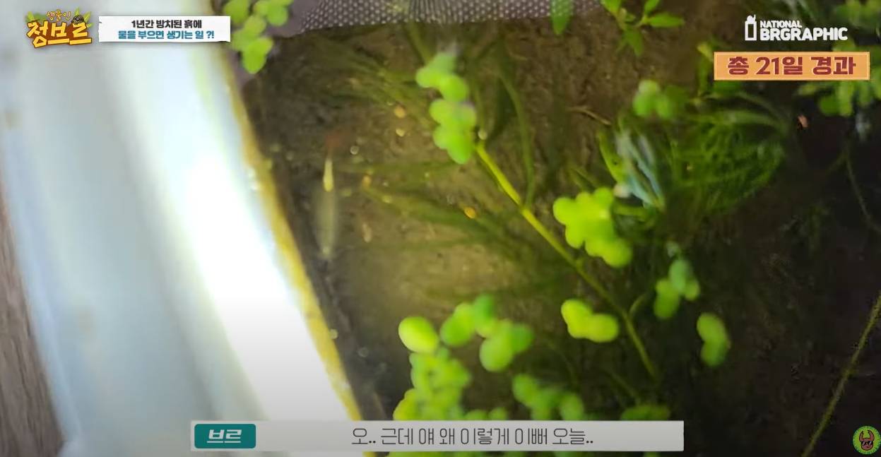 죽은 땅에 물을 부었는데 생명체들이 부화함 개신기 (지진이나 홍수가 일어나는 이유일까? 🤔) | 인스티즈