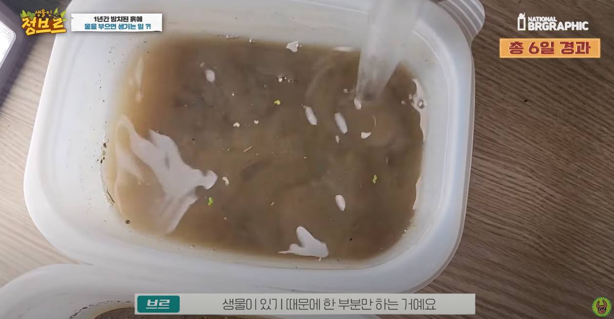 죽은 땅에 물을 부었는데 생명체들이 부화함 개신기 (지진이나 홍수가 일어나는 이유일까? 🤔) | 인스티즈