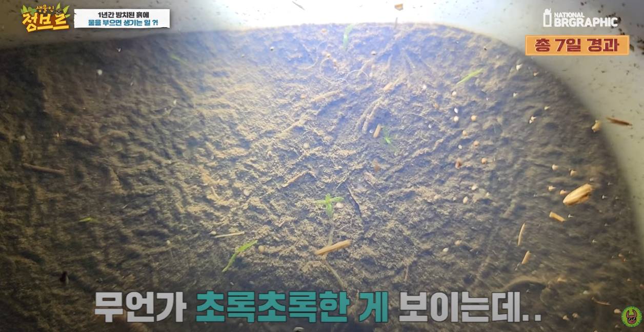 죽은 땅에 물을 부었는데 생명체들이 부화함 개신기 (지진이나 홍수가 일어나는 이유일까? 🤔) | 인스티즈