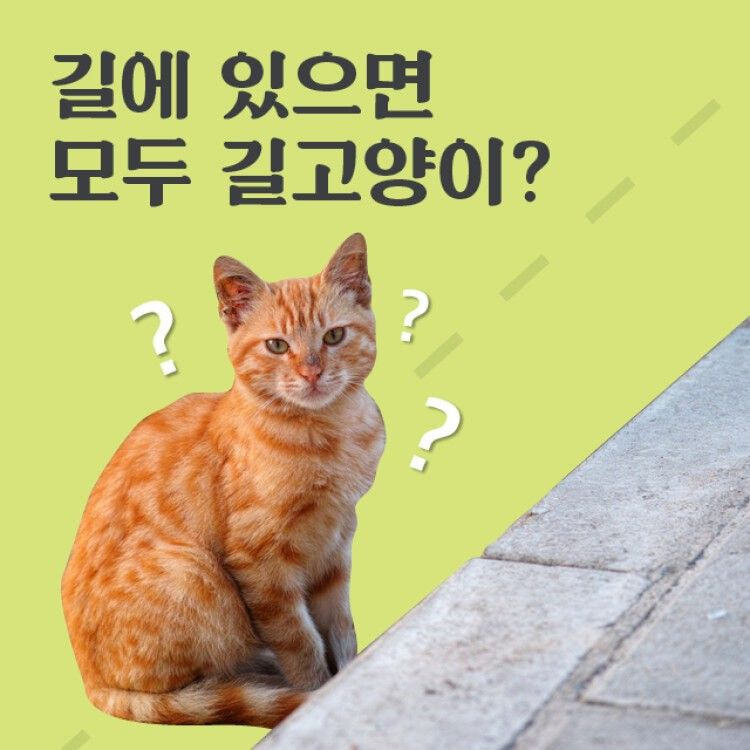 nokbeon.net-길고양이 vs 가출고양이 구분법-1번 이미지