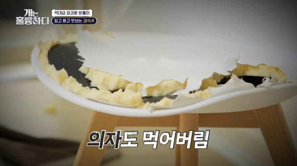 이번주 개는 훌륭하다에서 나온 6개월만에 소파를 다 물어뜯어 먹어버린 강쥐 | 인스티즈