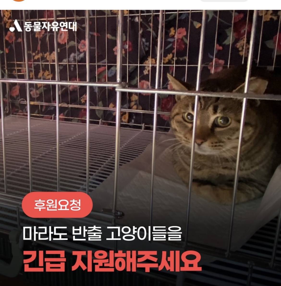 마라도에서 방출 후 케이지 안에 갇혀 있는 40여마리 마라도 고양이들 | 인스티즈