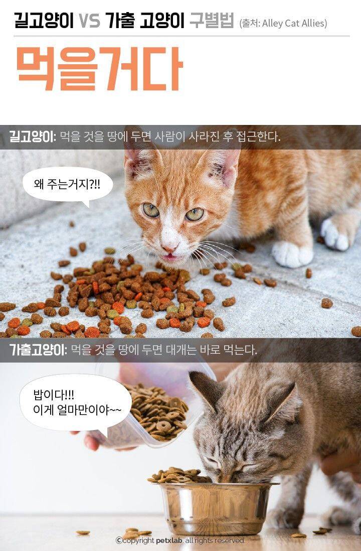 nokbeon.net-길고양이 vs 가출고양이 구분법-3번 이미지