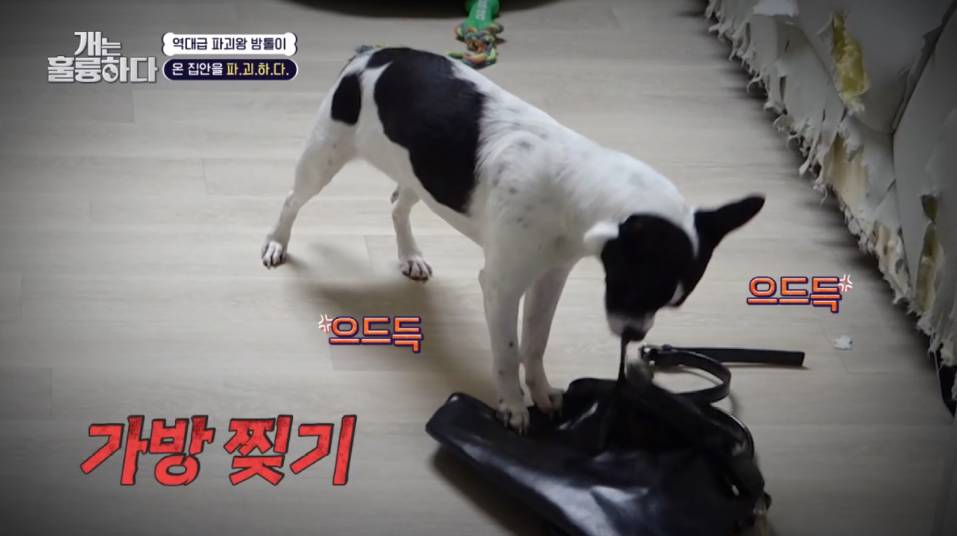 이번주 개는 훌륭하다에서 나온 6개월만에 소파를 다 물어뜯어 먹어버린 강쥐 | 인스티즈