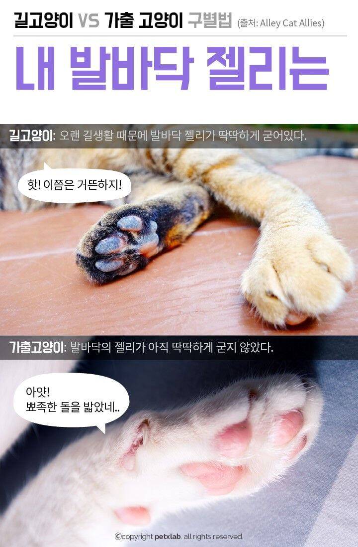 nokbeon.net-길고양이 vs 가출고양이 구분법-6번 이미지