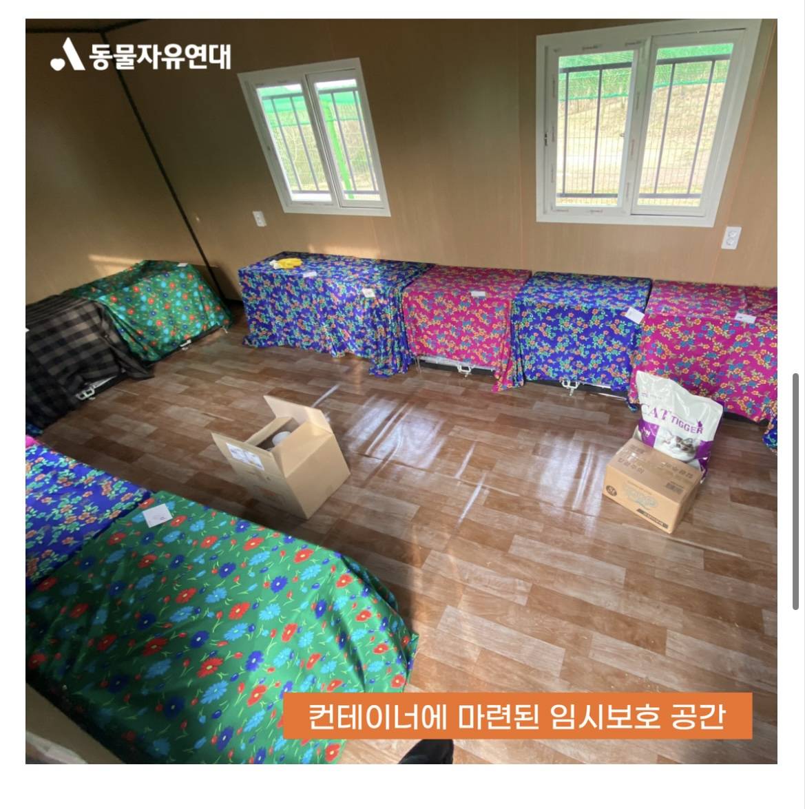 마라도에서 방출 후 케이지 안에 갇혀 있는 40여마리 마라도 고양이들 | 인스티즈