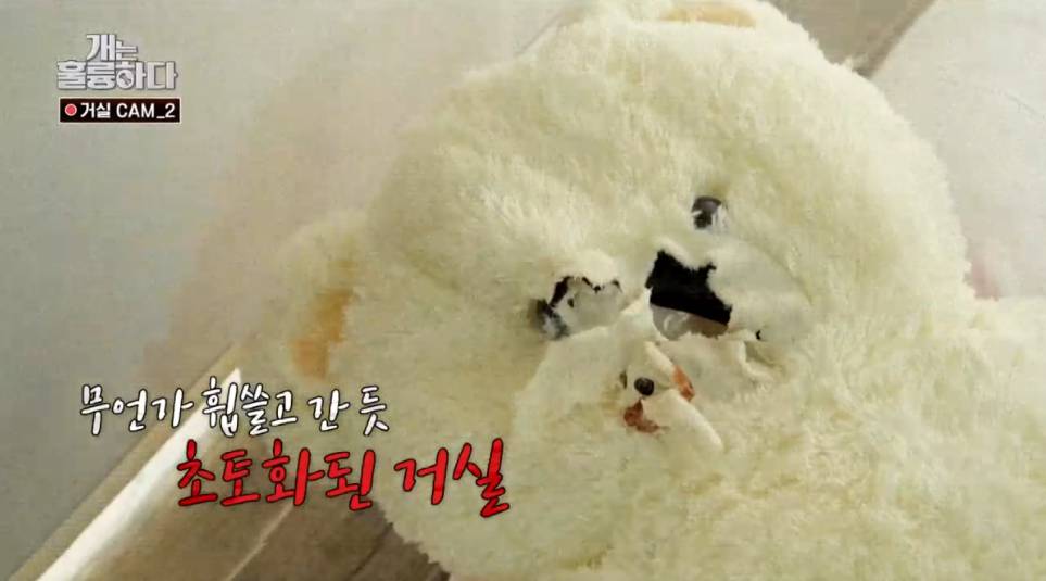 이번주 개는 훌륭하다에서 나온 6개월만에 소파를 다 물어뜯어 먹어버린 강쥐 | 인스티즈