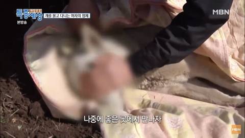 당신이 버린 강아지는 어떻게 되었을까 | 인스티즈