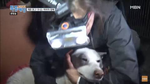 당신이 버린 강아지는 어떻게 되었을까 | 인스티즈