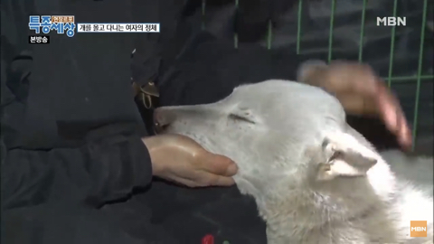 당신이 버린 강아지는 어떻게 되었을까 | 인스티즈