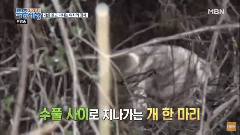 당신이 버린 강아지는 어떻게 되었을까 | 인스티즈