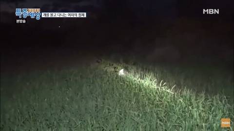 당신이 버린 강아지는 어떻게 되었을까 | 인스티즈