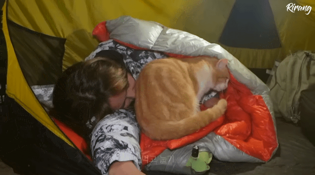 캠핑하는데 찾아온 고양이.gif | 인스티즈