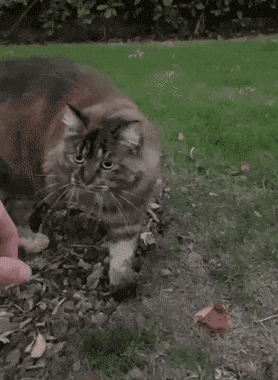 고양이란 동물 요약 | 인스티즈