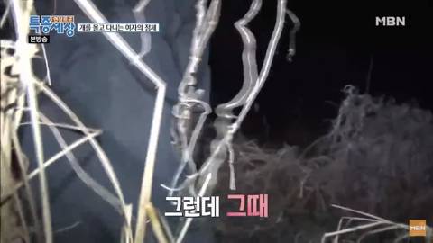 당신이 버린 강아지는 어떻게 되었을까 | 인스티즈