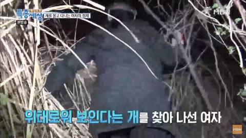 당신이 버린 강아지는 어떻게 되었을까 | 인스티즈